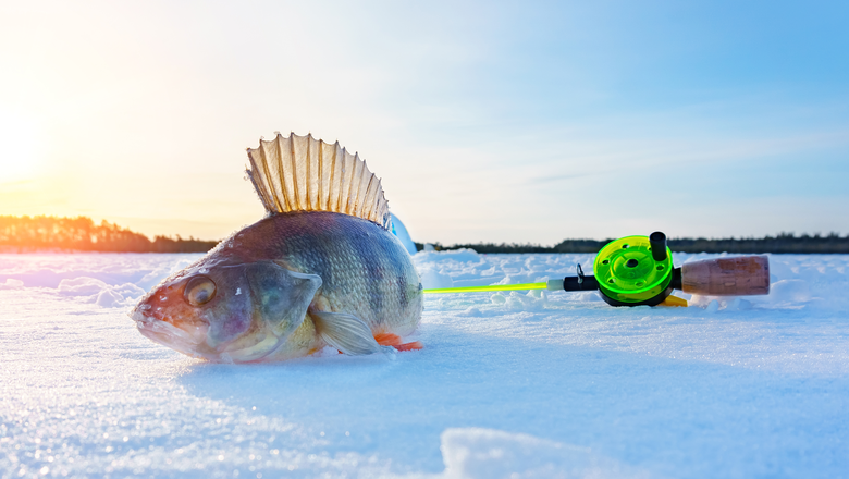 perch fish caught on a winter day, winter fishing, catch. space for copying text