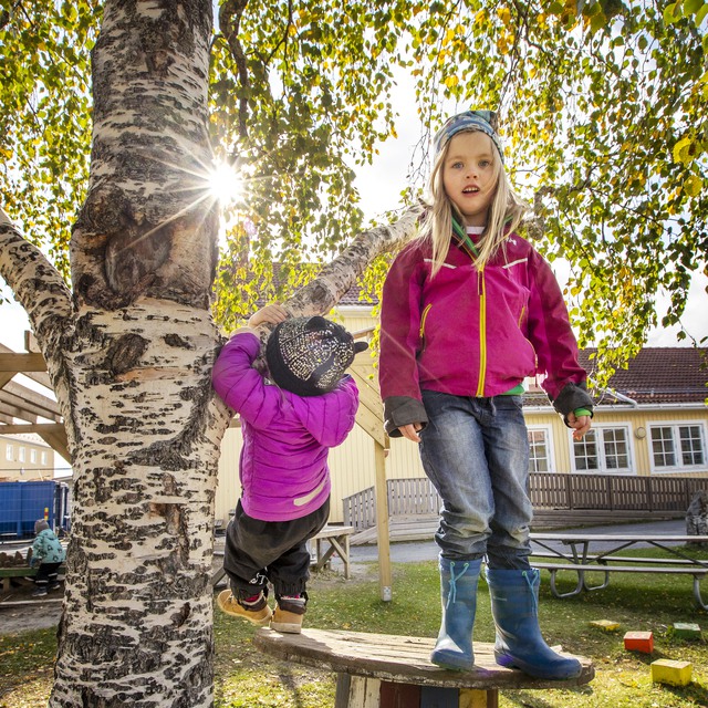 Barn på en förskola klättrar i träd