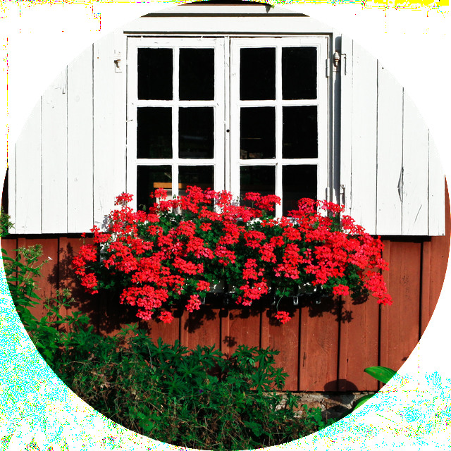 Bild på ett fönster med vita fönsterluckor och röda blommor utanför