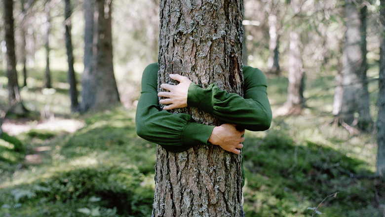 Kvinna kramar ett träd, Tyresta nationalpark.